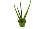 Cylindrical Snake Plant — Sculptural Upright Plant live plant
