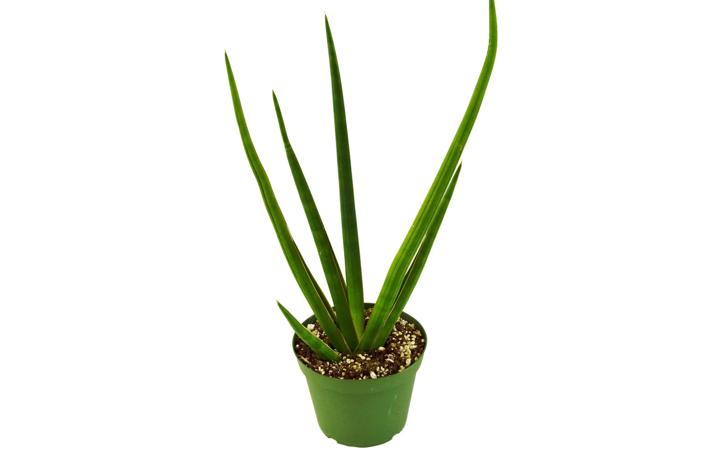 Cylindrical Snake Plant — Sculptural Upright Plant live plant