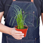 Ponytail Palm — Easy-Care Indoor Tree live plant