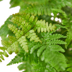 Autumn Fern — Copper New Growth live plant