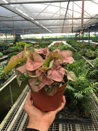 Strawberry Syngonium — Pink Arrowhead Plant live plant