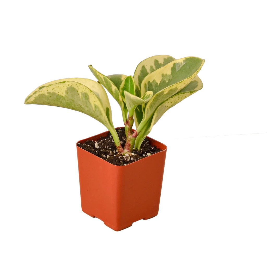 Marble Peperomia — Variegated Baby Rubber Plant live plant