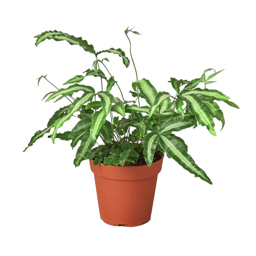 Pteris Cretica 'Albo Fern' — 4-Inch Pot