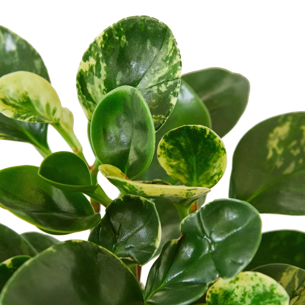 Marble Peperomia — Variegated Baby Rubber Plant live plant