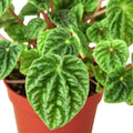 Peperomia 'Ripple' — 6-Inch Pot
