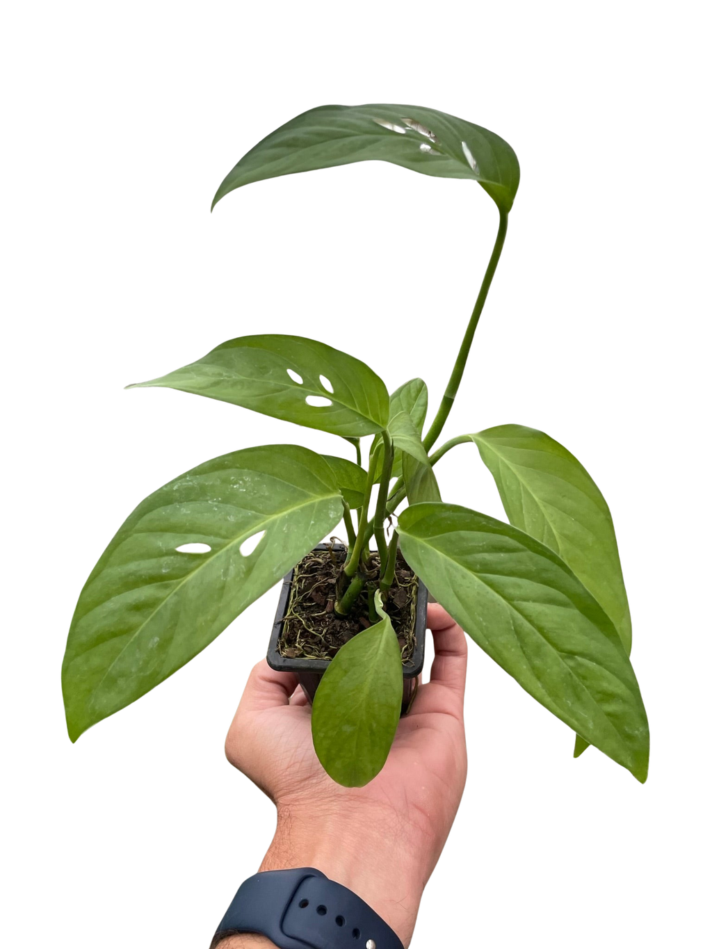 Monstera Adansonii — Swiss Cheese Vine live plant