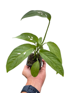 Monstera Adansonii — Swiss Cheese Vine live plant