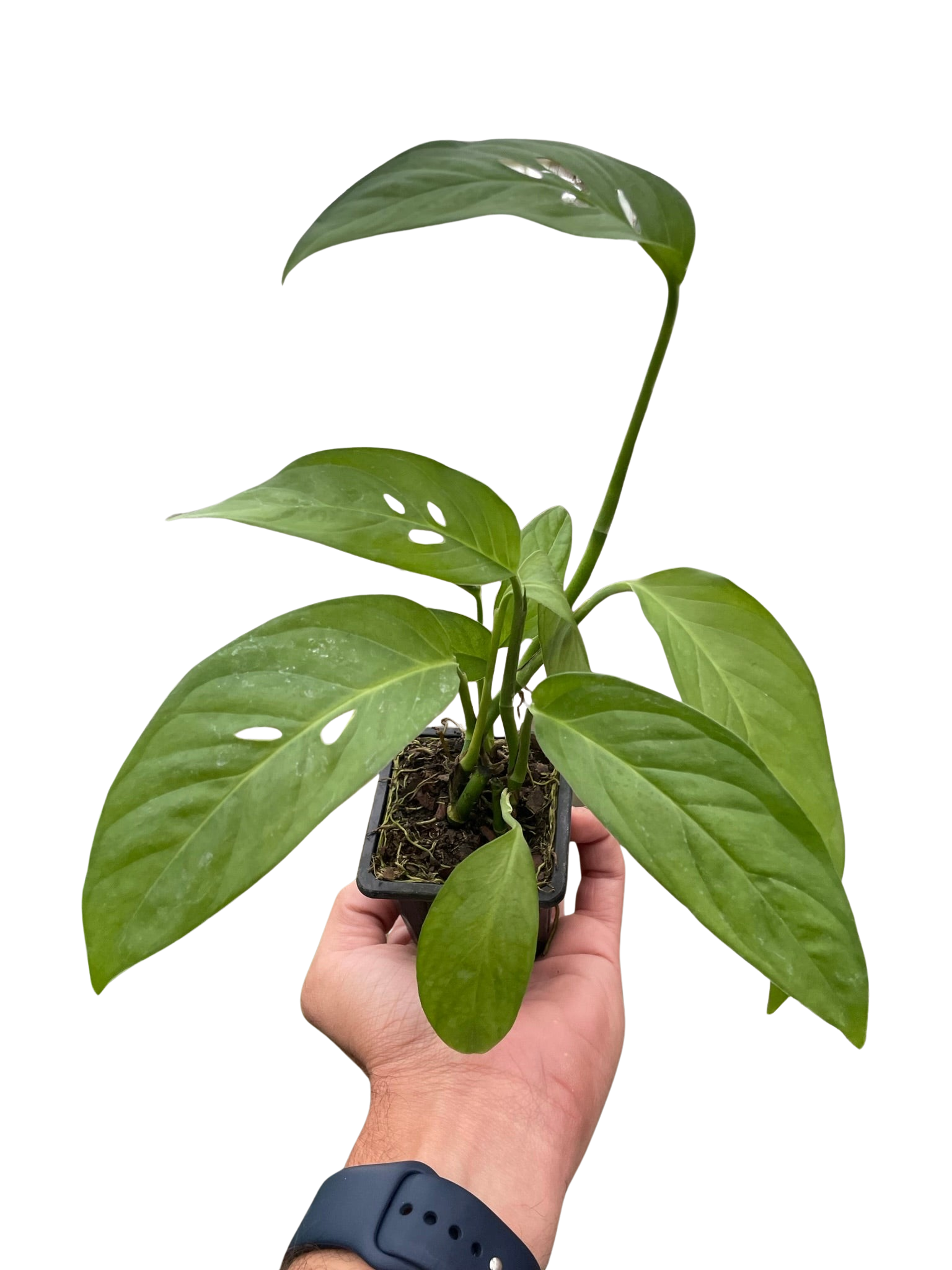 Monstera Adansonii — Swiss Cheese Vine live plant