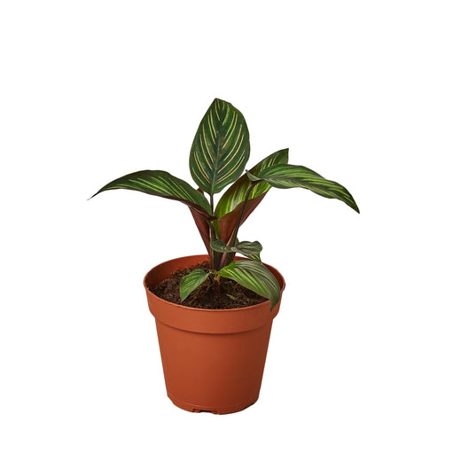Calathea 'Beauty Star' — 4-Inch Pot