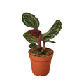 Calathea Roseopicta 'Medallion' — 4-Inch Pot