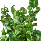Hindu Rope Hoya — Curled Wax Plant live plant