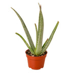 Aloe Vera — Easy-Care Succulent live plant