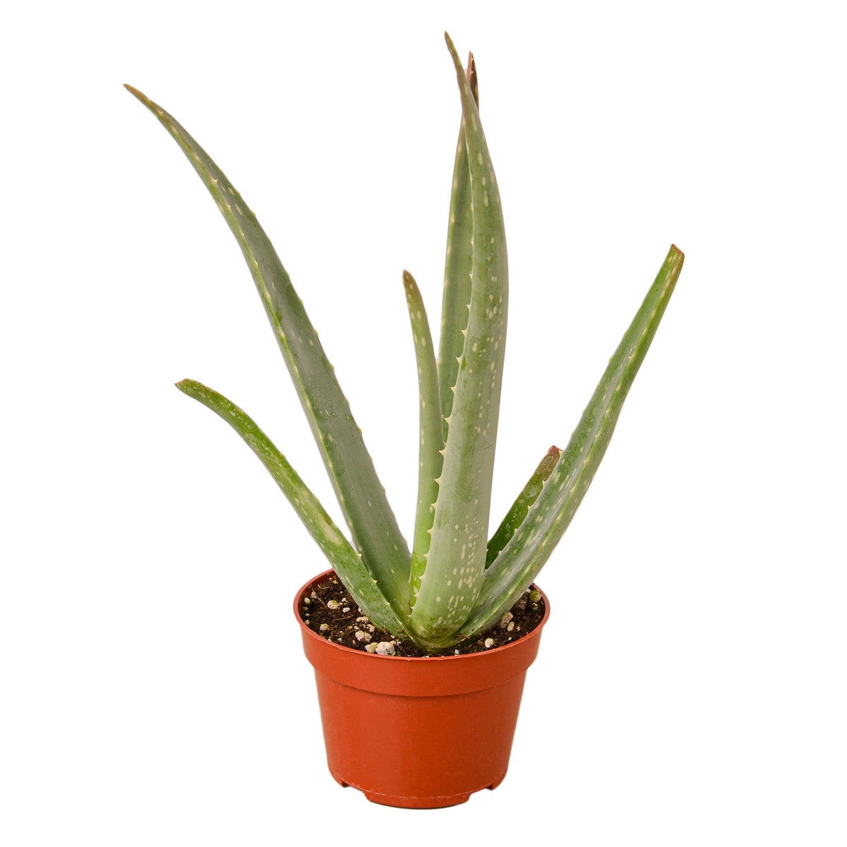 Aloe Vera — Easy-Care Succulent live plant