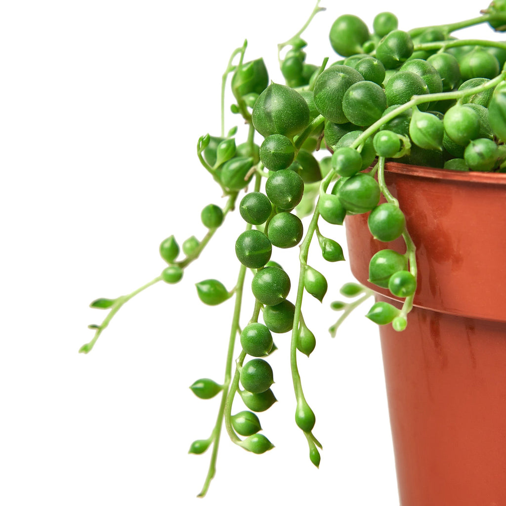 String of Pearls — Trailing Succulent live plant