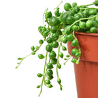 String of Pearls — Trailing Succulent live plant