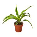 Dracaena Deremensis 'Lemon Lime' — 4-Inch Pot