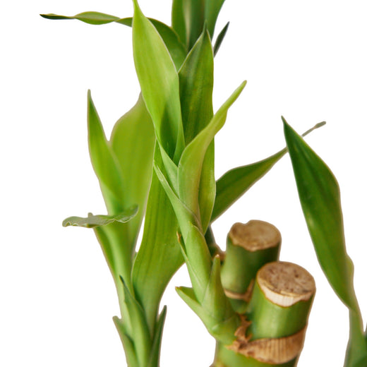 Dracaena 'Lucky Bamboo' — 6-Inch Pot