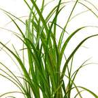 Ponytail Palm — Easy-Care Indoor Tree live plant