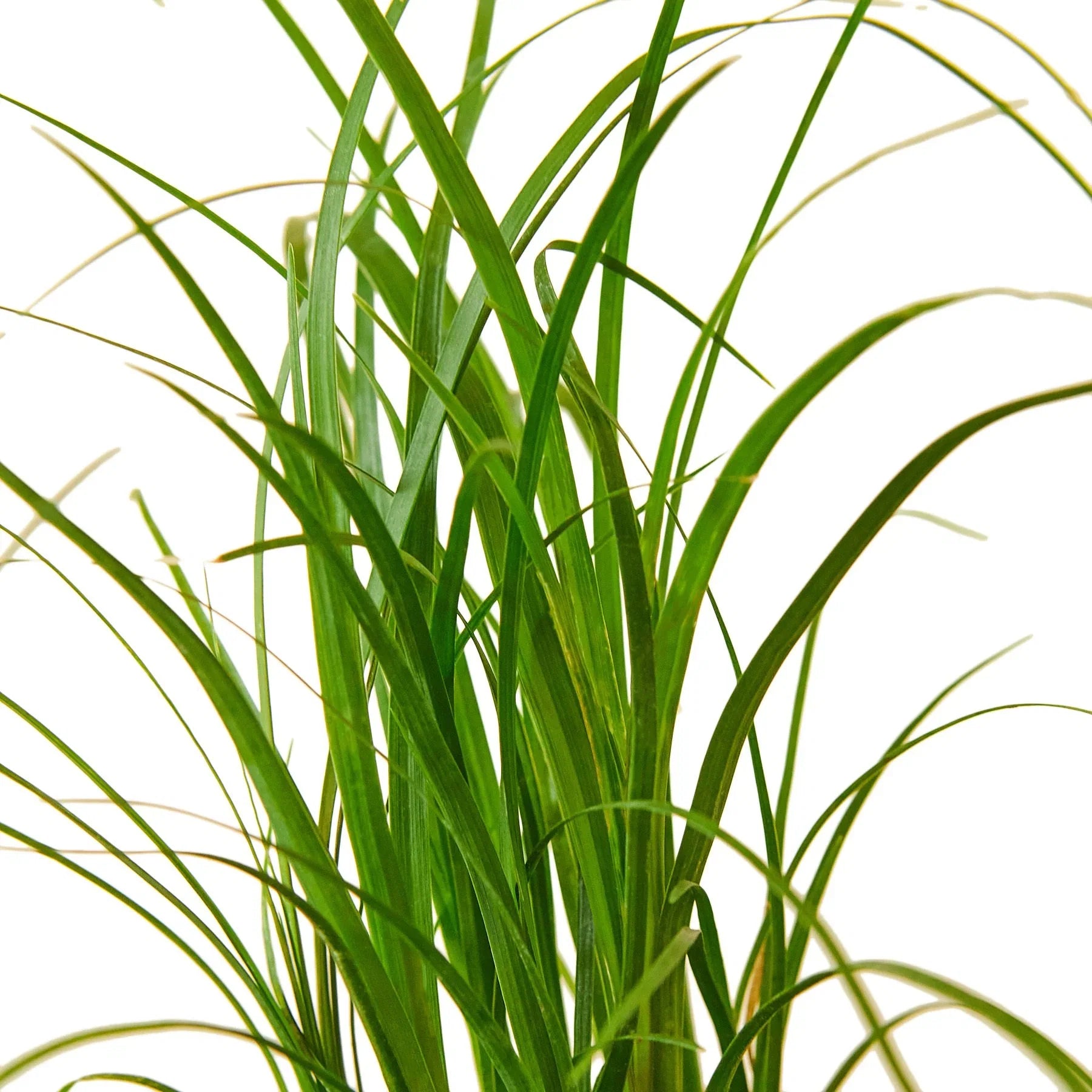 Ponytail Palm — Easy-Care Indoor Tree live plant