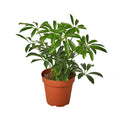 Dwarf Umbrella Tree — Schefflera Arboricola