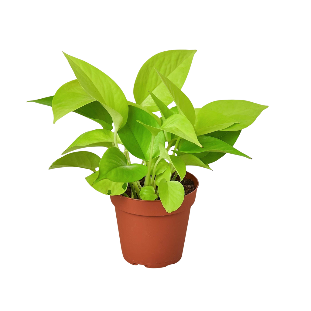 Neon Pothos — Bright Chartreuse Vine live plant