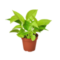 Neon Pothos — Bright Chartreuse Vine