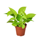 Neon Pothos — Bright Chartreuse Vine live plant