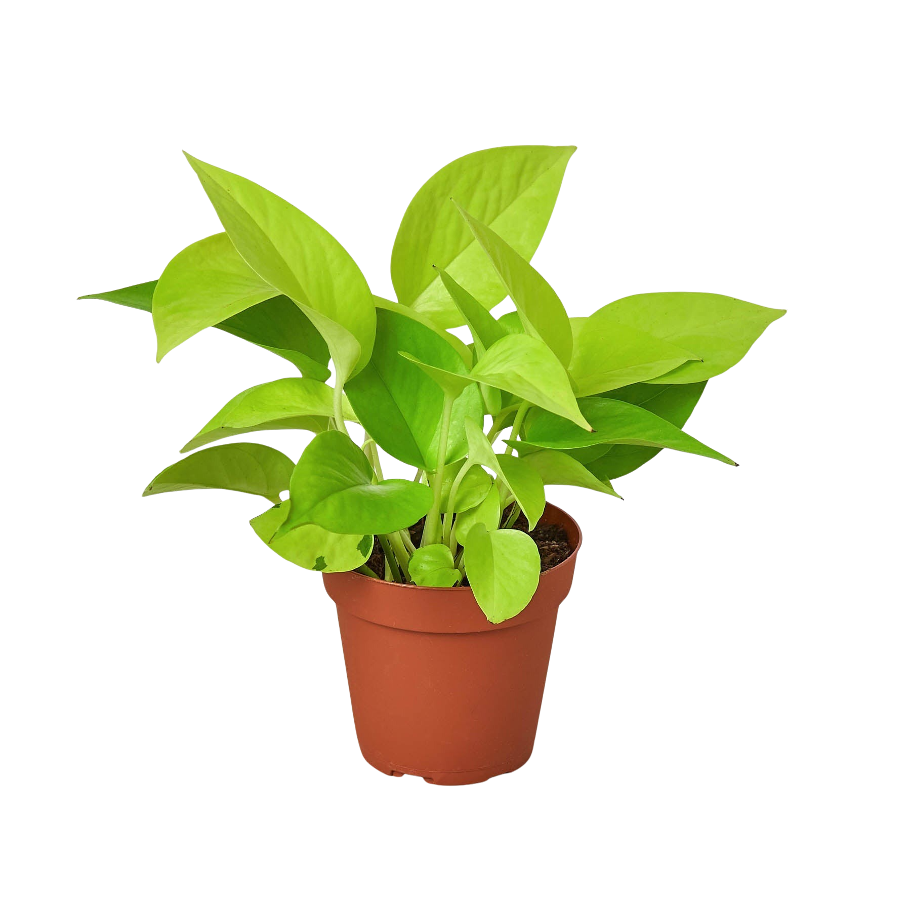 Neon Pothos — Bright Chartreuse Vine live plant