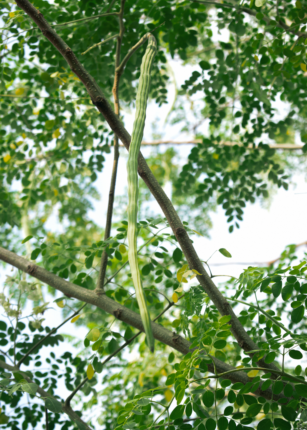 Moringa (Moringa oleifera)