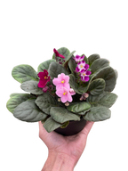 African Violet