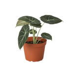 Alocasia Reginula 'Black Velvet'