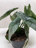 Alocasia 'Dragons Breath'