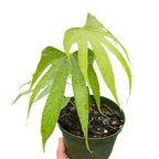 Anthurium Fingers