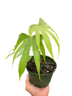 Anthurium Fingers