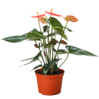 Anthurium 'Orange'