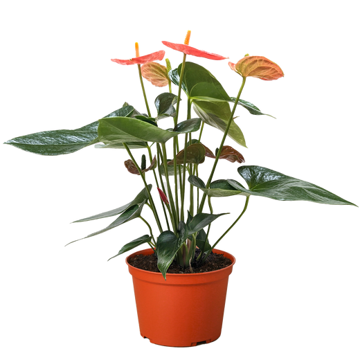 Anthurium 'Orange'