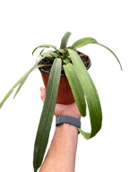 Anthurium 'Vittarifolium'
