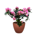 Azalea (Rhododendron)