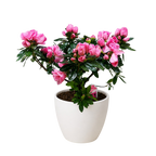 Azalea (Rhododendron)