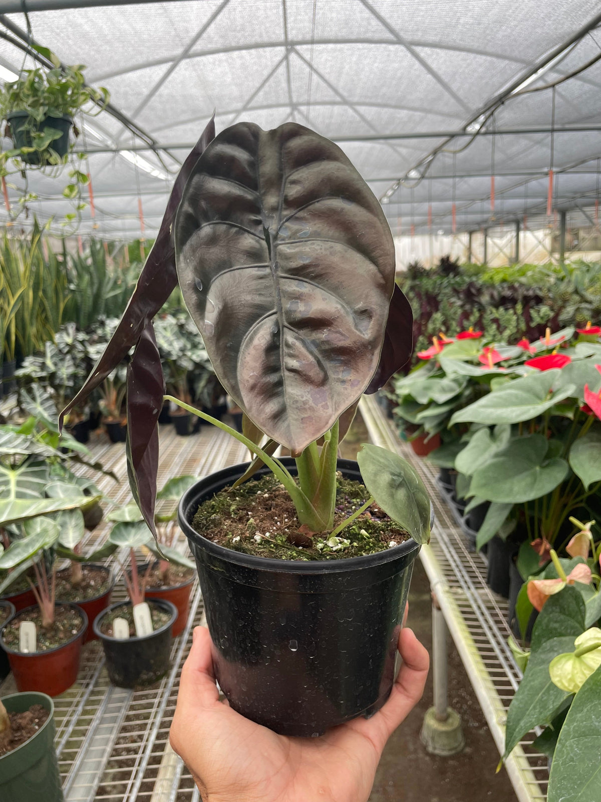 Red Secret Alocasia — Metallic Copper Foliage live plant