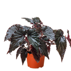 Begonia 'Black Magic'