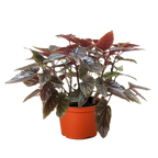 Begonia 'Corallina'