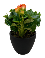Begonia 'Reiger'