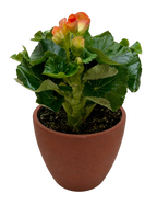 Begonia 'Reiger'