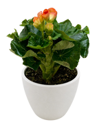 Begonia 'Reiger'