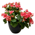 Begonia 'Reiger'