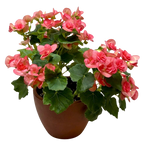 Begonia 'Reiger'