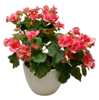 Begonia 'Reiger'
