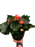 Begonia 'Reiger'