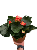 Begonia 'Reiger'